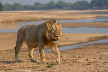 Male lion walking with Luangwa river in background