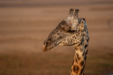Side view of giraffe at eye level