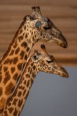 Side view of two giraffes at eye level
