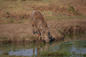 Warthog drinking from waterhole
