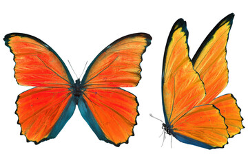 orange morpho butterfly