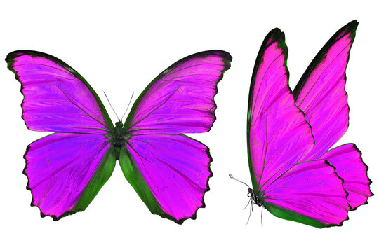 purple morpho butterfly
