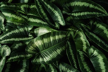 Green leaf background, abstract dark green texture, nature background, tropical leaf.