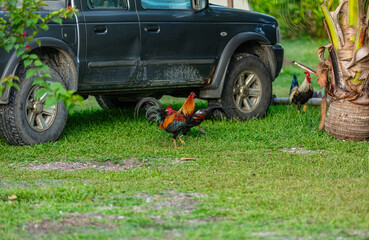 4X4 et coq en Polynésie  © Temanu