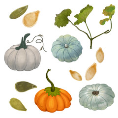 Drawn set of pumpkins, pumpkin leaves and pumpkin seeds