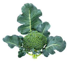 Broccoli with leaf isolated on white background