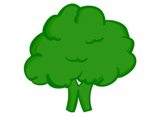 Isolated broccoli drawing illustration in white background