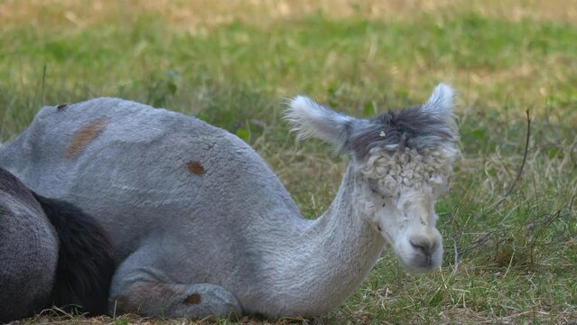 Close up of cute exhausted grey alpaca fall asleep outdoors on grass field