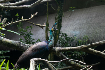 Close up beautiful green peafowl