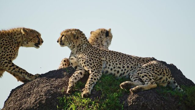 Slow Motion of Cheetah Family in Africa, African Wildlife Animals in Masai Mara, Kenya, Mother and Young Baby Cheetah Cubs on Termite Mound on Safari in Maasai Mara, Amazing Beautiful Animal