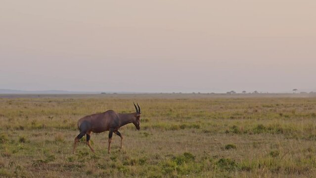 Slow Motion of Topi Walking at Sunset, Kenya Wildlife Safari Animal in Maasai Mara at Sunrise, Herd of African Animals in Africa, Steadicam Gimbal Tracking Following Shot