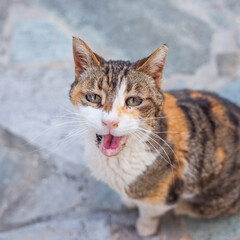 Lonely homeless miserable cat is sitting and looking to camera. Concept of abandoned pets and caring about and helping to homeless animals
