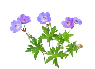 ゲラニウム ロザンネ　5月撮影