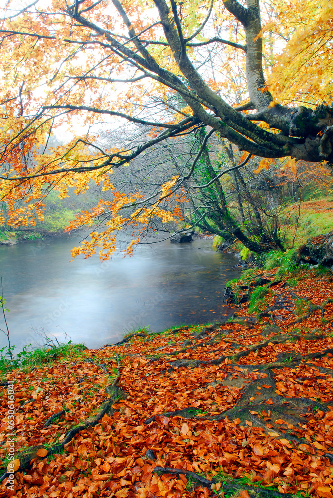 Wall mural beech trees with fall colors and brown leaf litter ground next to the baias river. gorbeia gorbea na