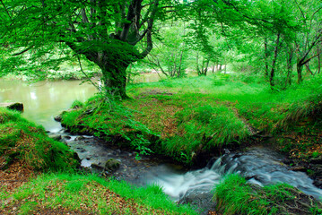 Fototapeta na wymiar A stream runs through a small green-striped meander in a beech forest