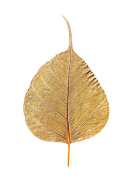 Pho leaves white background,The Bodhi tree is a very important tree in Buddhism. because it is the tree where the Lord Buddha sat and attained enlightenment