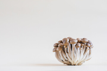 Cluster of fresh brown shimeji mushrooms close up. shimeji mushrooms on a light background with stone and moss