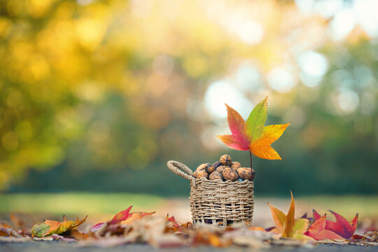 N&uuml;sse im Herbstkorb im Park