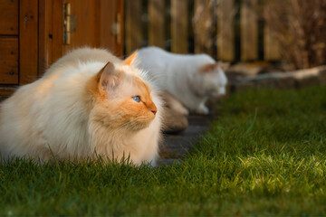 Two white cats sittingon a garden path
