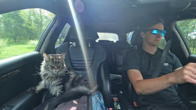 Timelapse of a Caucasic man driving his car with a cat as copilot interior view