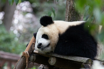 Close up Giant Panda in Chengdu Panda Base