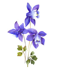 Watercolor wild flowers and grass. Bouquet of aquilegia on a white background