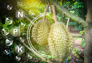 minerals in the soil that durian needs