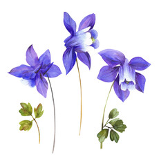 Watercolor wild flowers and grass. Aquilegia blue on a white background - obrazy, fototapety, plakaty