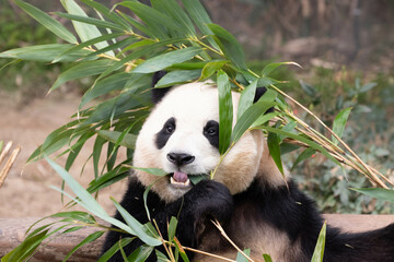 Happy giant panda , Fu Bao, eating bamboo, Everland , South Korea