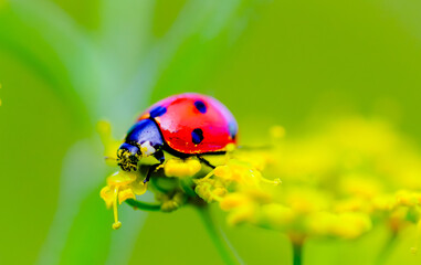 Coccinelle 