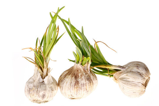 Germination of garlic cut in on a white background