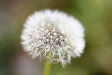 A close-up shot of the dandelion