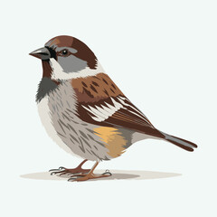 vector cute sparrow cartoon style