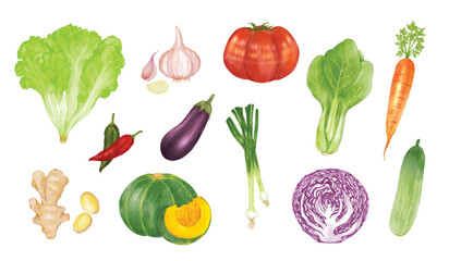 Set of Vegetables watercolor vector illustration