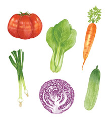 Set of Vegetables watercolor vector illustration