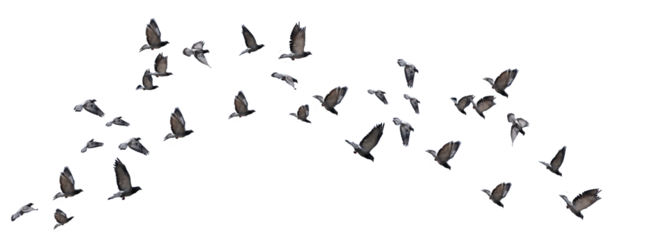 flying birds formation of pigeons many  isolated for backgound