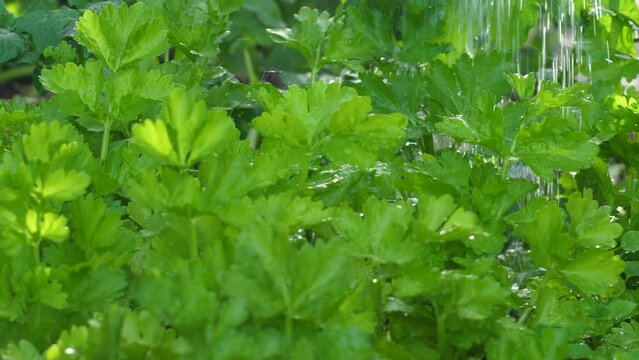 celery is watered from a watering can on a plantation on a summer day. growing vegetables and herbs in the garden. healthy celery harvest