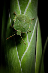 Shield bug close up