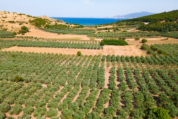 Fototapeta na wymiar Aerial view of olive tree field, Olive trees Cultivation for oil production