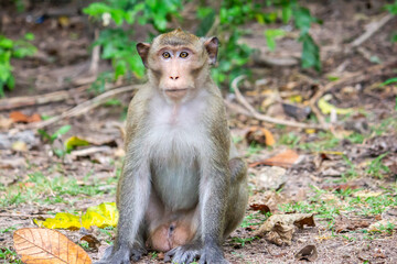 A cute monkey sitting on the street , Thailand.
