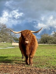Highland cow