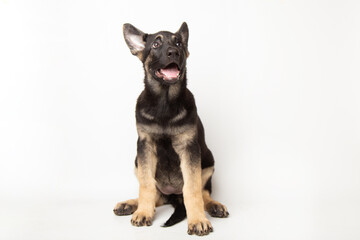 Fototapeta premium portrait funny cute german shepherd dog puppy looking up. cute dog studio shot on isolated white background with copy space