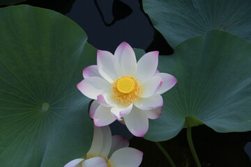 大きく開いた白い花弁の先端がピンク色のハスの花