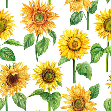 Watercolor sunflowers seamless pattern. Flora for wallpapers, postcards, greeting cards, wedding card. Floral design