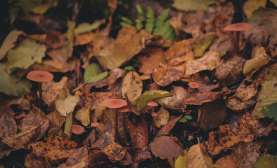 A beautiful mushroom grown on the ground in the fertile forest soil in the autumn season