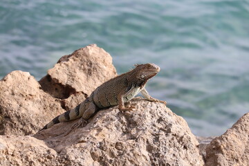 Brown Iguana on a rock
