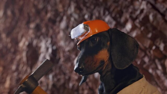 Dachshund dog in orange hardhat with flashlight gets iron ore in mine. Black domestic animal in uniform hits hard rocks with hoe closeup