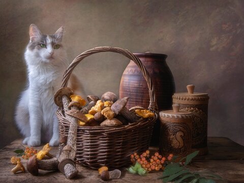 Still life with mushrooms and cute kitty