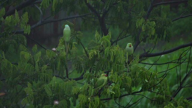 parrots seatting on tree in rain