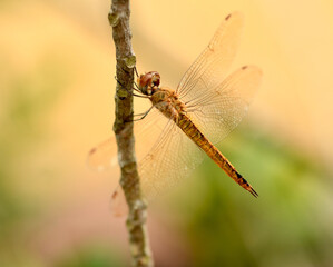 dragonfly on a branch